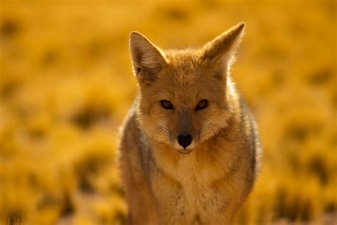 Desert Fox